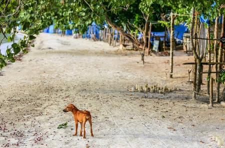 Cute brown dog puppie on a beach with trees.の写真素材