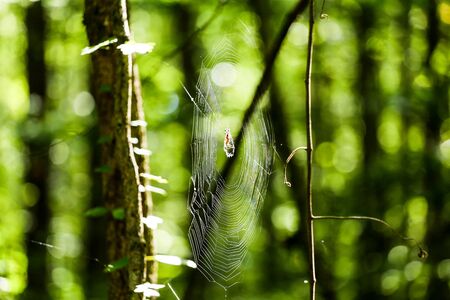 Green forest with a bright spider web.の写真素材