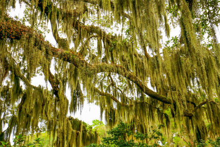 Trees overhanging with spanish moss in Southern USA.の写真素材