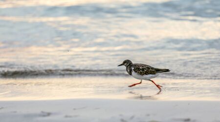 Small sandpiper bird is running on an ocean shore at sunset.の写真素材