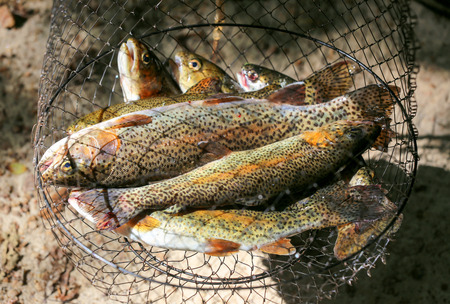 Brook trout fish in a fishing net after fishing.の写真素材