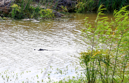 Wild alligator swimming in a river in Southern USA.の写真素材