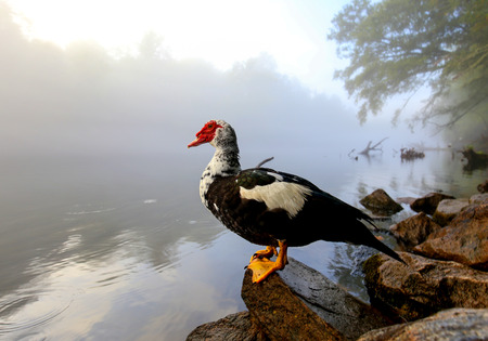Wild goose sitting on a rock on the shore of a misty mornign river.の写真素材
