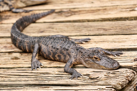 Baby alligator resting on a wooden plank.の写真素材