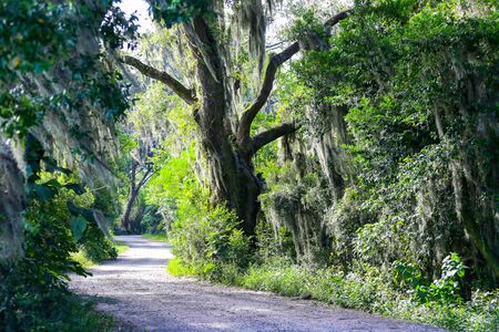 Road with trees overhanging with spanish moss in Southern USA.の写真素材