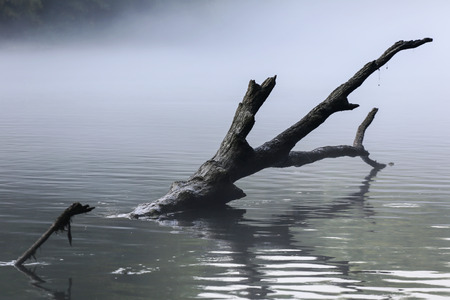 Tree branch in a river stream with gray mist.の写真素材