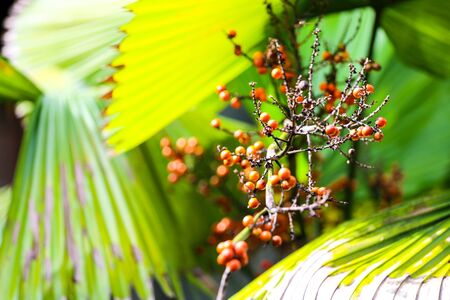 Green palm leaves and orange fruit.の写真素材