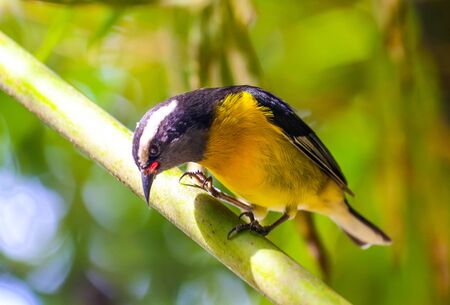 Small yellow bird with forest background.の写真素材