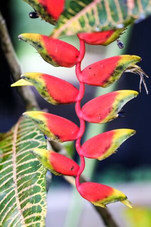 Red tropical flowers called flower of paradise.の写真素材