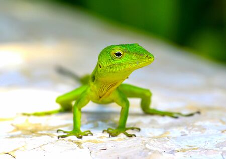 Green iguana lizard, posing for a closeup.の写真素材