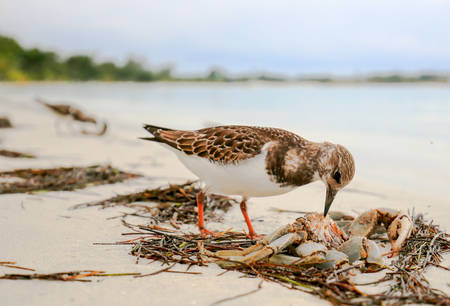 Sandpiper bird eating a crab on an ocean beach.の写真素材