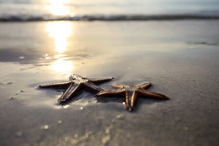 Two starfish on the beach at sunset, a romantic metaphore.の写真素材