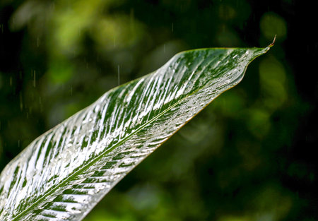 Green leaf in the rain at a tropical rainforest.の写真素材