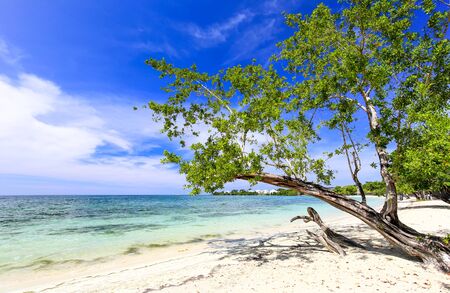Tropical sand beach with a green tree, Carribean.の写真素材