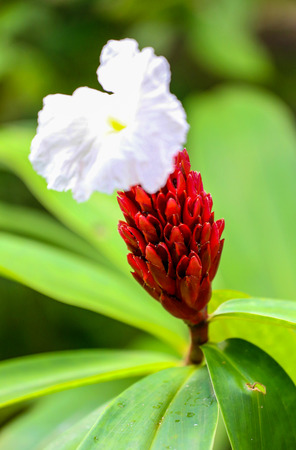 White tropical flower with red stem.の写真素材