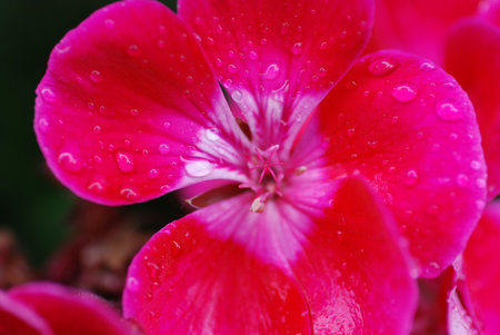 color bombの写真素材