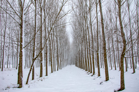 Goynuk is one of the most important and beautiful towns of Bolu which belongs to the Black Sea region in Turkey. In this photo, there are branched trees full of snows during winter.の写真素材