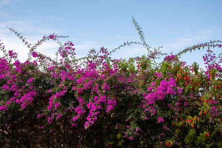 Bougainvillea flowers blooming in the garden with blue sky