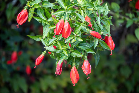 Hibiscus sabdariffa, also known as Chinese hibiscus