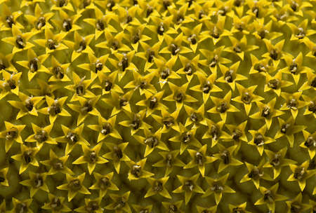 close-up photo of a sunflowerの写真素材