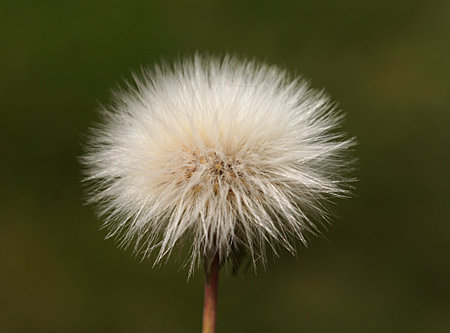A close-up photo of sonchus asper