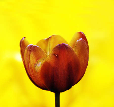 Close up photo of a beautiful tulip flowerの写真素材