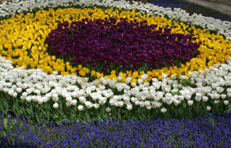 Marvelous white, yellow, blue, purple colored tulip flowers in a garden.の写真素材