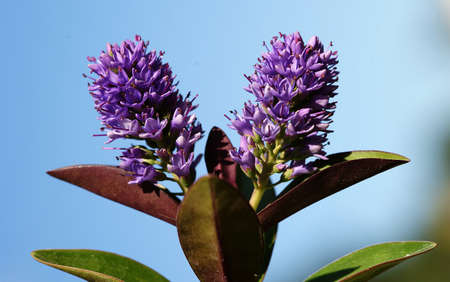 Hebe andersonii flower form turkeyの写真素材