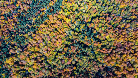 A beautiful road view through the forest in autumn.