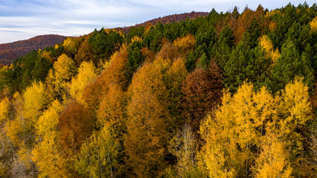 Beautiful autumnal landscape in the forest from hendek in Turkey