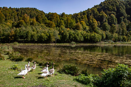 A view of a lake surrounded by trees and rich vegetation under the clear sky. Natural environments like that are very common in Turkey. There are lakes more than 120 in Turkey.の写真素材