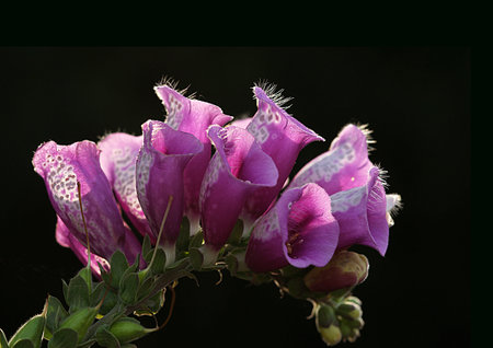 Digitalis purpurea, the foxglove or common foxglove, is a species of flowering plant in the plantain...