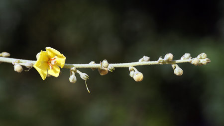 A close-up photo of an amazing flower branch