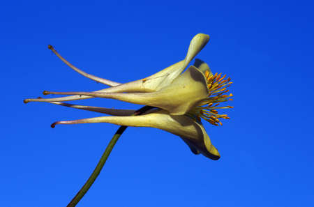 High Quality Close Up Photo of a Plant Which has an Eye Catching Beauty With Its Natural Beautyの写真素材