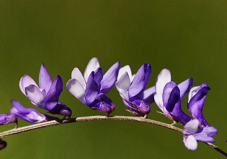 blue crocuses in meadow. shallow depth of field