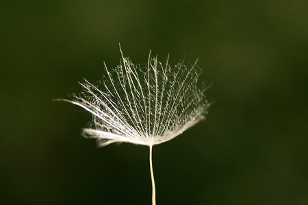 Closeup of Dandelion head on black background