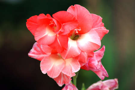 Maintaining flowers in and off the field requires heavy investments and favourable climate. But, transportation to cold storages has become tough because of unavailability of labourers and logistics.のeditorial素材