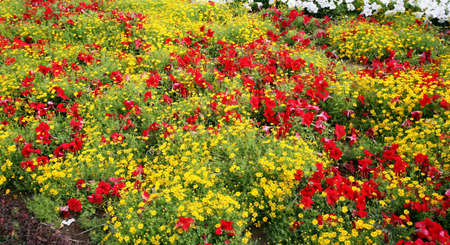 Maintaining flowers in and off the field requires heavy investments and favourable climate. But, transportation to cold storages has become tough because of unavailability of labourers and logistics.のeditorial素材