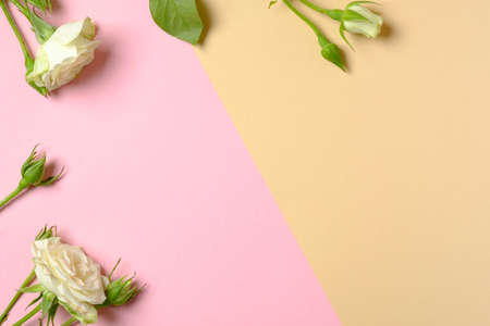 Frame border made of white roses flowers with copy space. Flat lay style composition, top view, overhead. Spring flower, trendy minimal layout, tenderness concept. Beauty blogger or women desk.の写真素材
