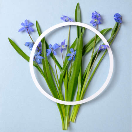 Creative layout made of violet spring flowers and circle paper outline on pastel blue background. Minimal holiday concept. Flat lay pattern. Top view, overhead.の写真素材