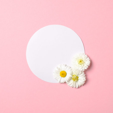 Spring nature minimal concept. Daisy flowers and white circle-shaped paper card on pastel pink...