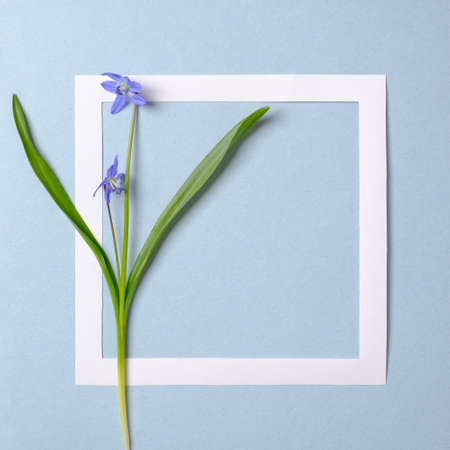 Banner template for spring sales made of violet spring flowers and paperborder frame on pastel blue background. Spring discount concept. Flat lay composition. Top view, overhead.の写真素材