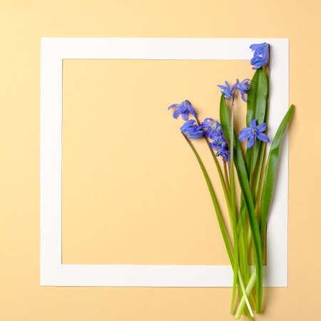 Spring flowers concept. Border frame and tender flowers with blue petals on pastel yellow background. Spring sale season banner template. Flat lay composition. Top view, overhead.の写真素材