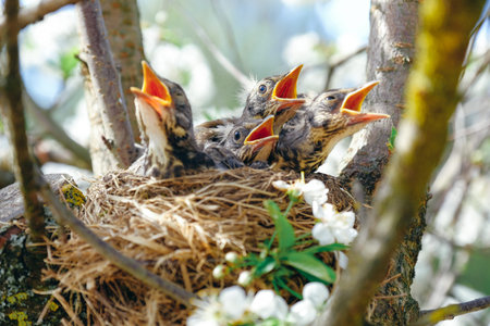 Nestling birds sitting in their nest on blooming tree and waiting for feeding. Young birds with...