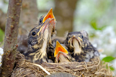 Baby birds with orange beak sitting in their nest and waiting for a feeding. Young birds in wildlife concept.の写真素材
