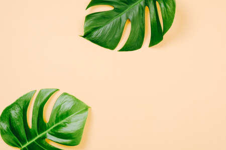 Tropical leaves Monstera on yellow background with space for a text. Flat lay, top view, pastel colors, summer minimal conceptの写真素材