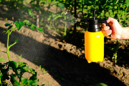 Using garden sprayer for tomatoes against plant diseases and pests.の写真素材