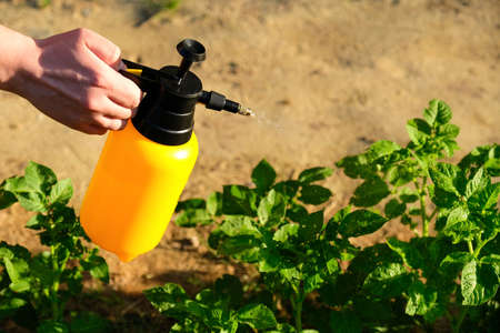 Using garden sprayer for potatoes against plant diseases and pests.の写真素材