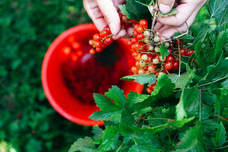 Farmer picking ripe red currant berries in red bucket. Top view.の写真素材