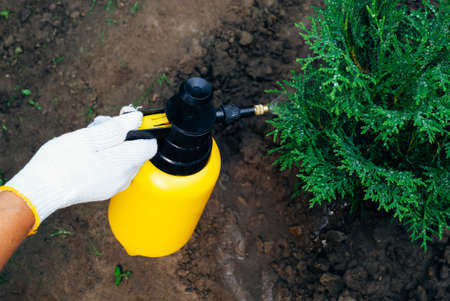 Farmer spraying thuja tree using spray bottle. Pest protection and conifer tree careの写真素材